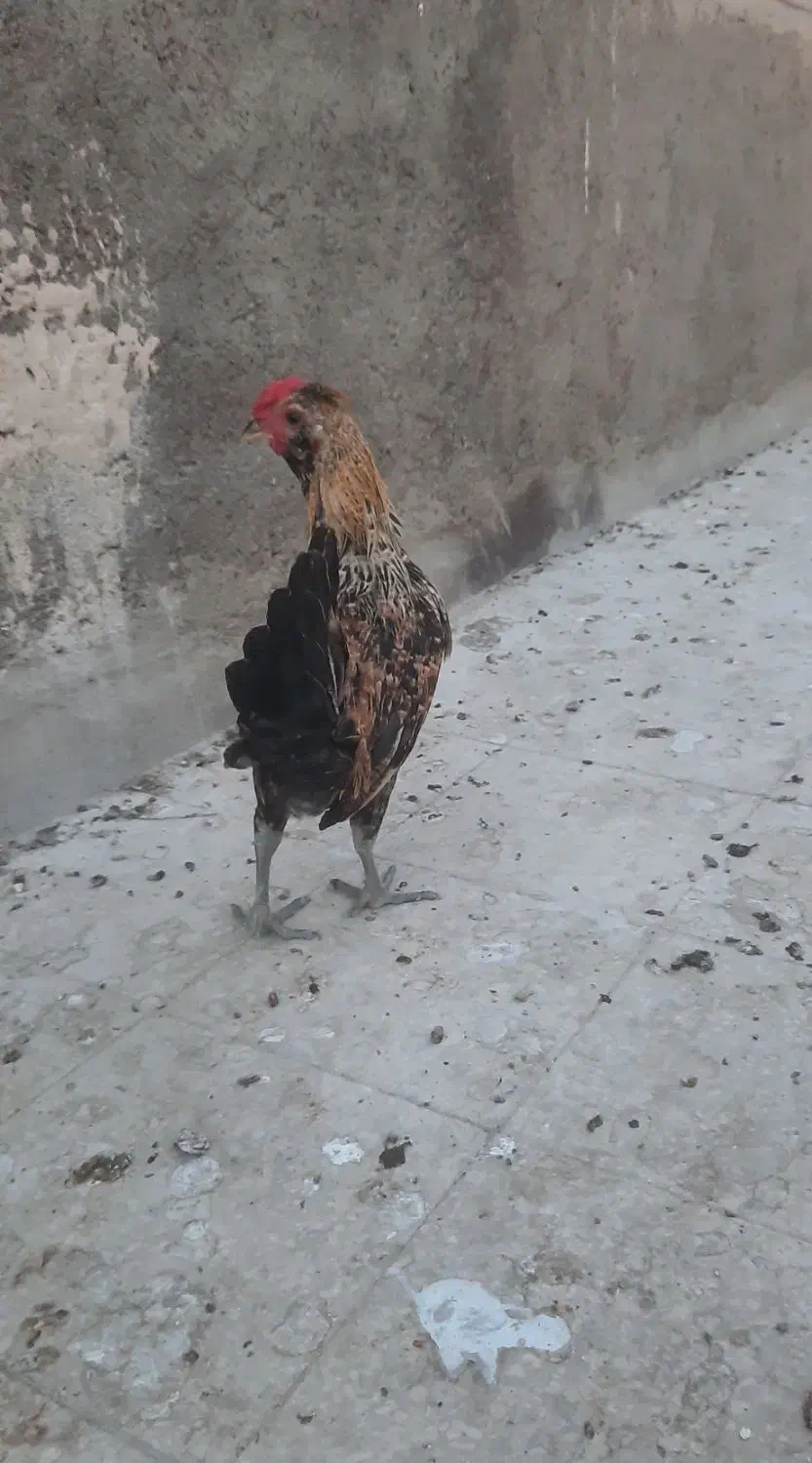 خروس لاری مینیاتوری|حیوانات مزرعه|قم, انصارالحسین|دیوار