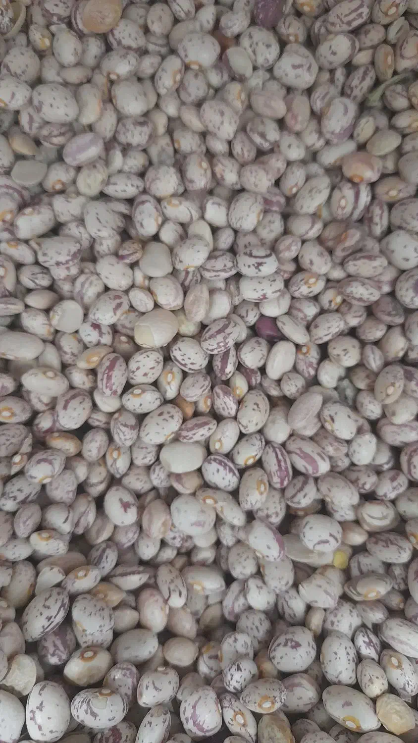 حبوبات خورده وعمده با قیمت استثنایی|عمدهفروشی|مرودشت, علیآباد|دیوار