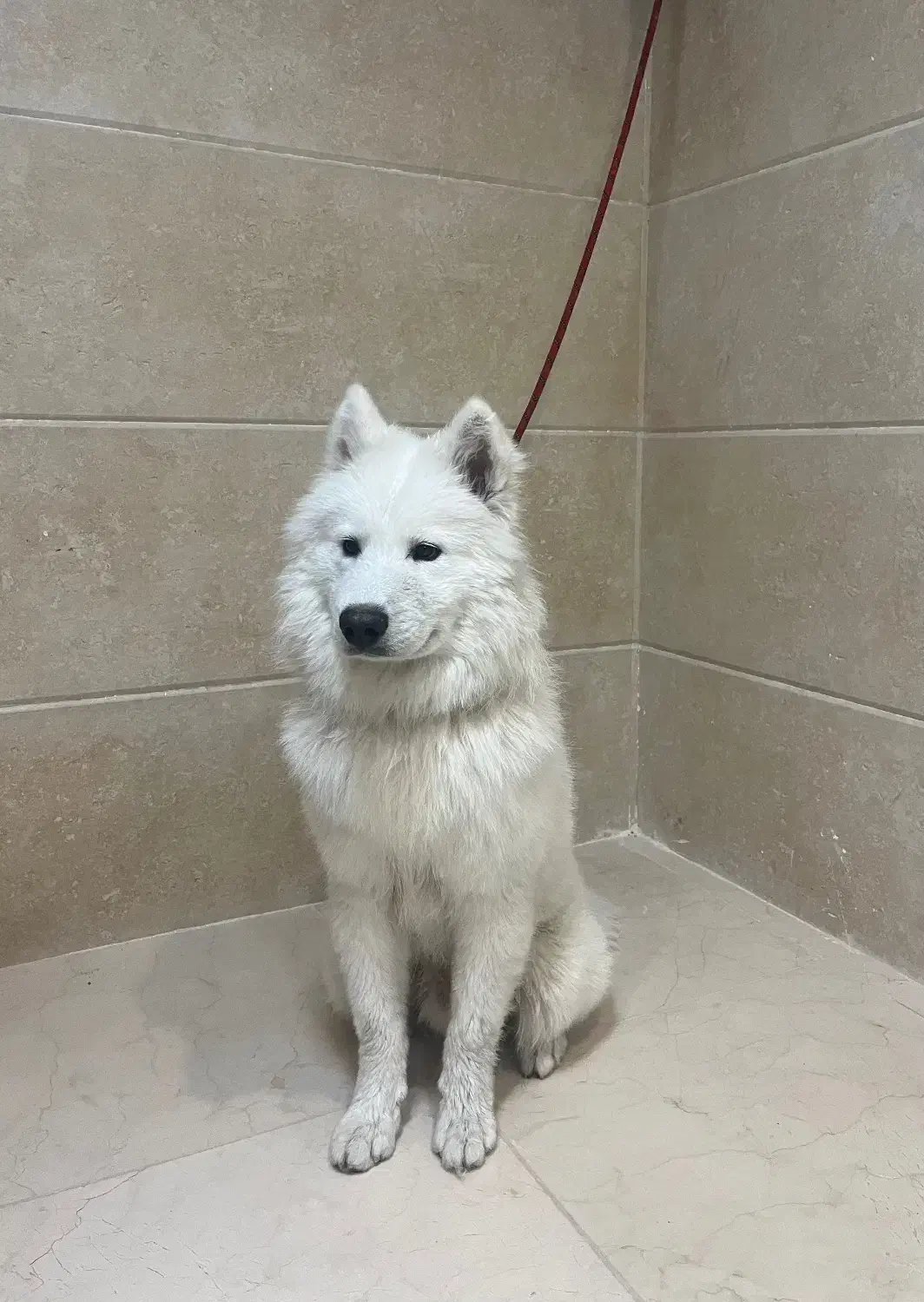 فروش توله ساموید ۹ماهه|سگ|یزد, |دیوار