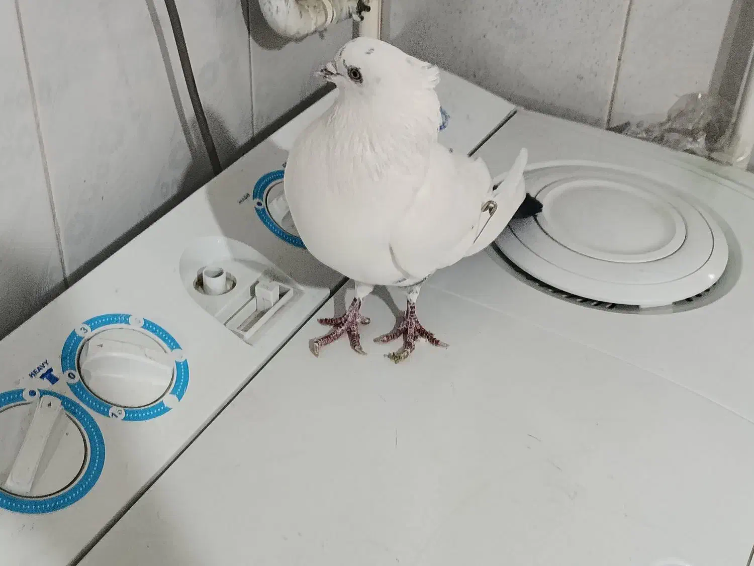 دم سیاه|پرنده|سنندج, |دیوار