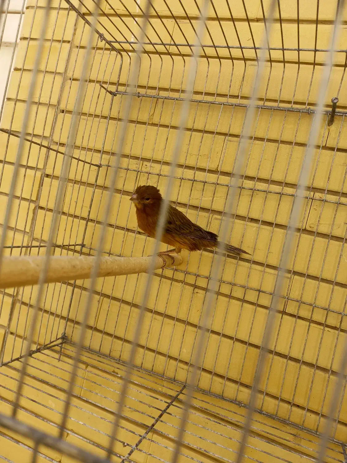 قناری ماد|پرنده|صدرا-فارس, فاز ۱|دیوار