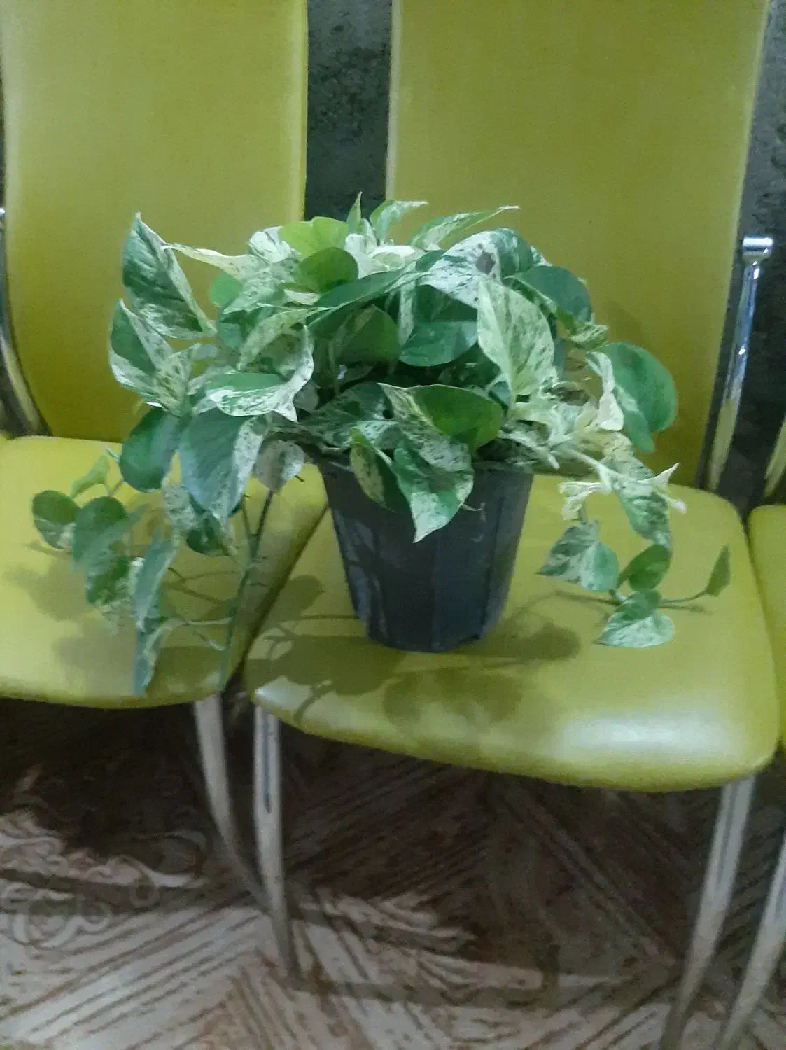 گل پتوس  زیبا وسالم|گل و گیاه طبیعی|ماسال, |دیوار