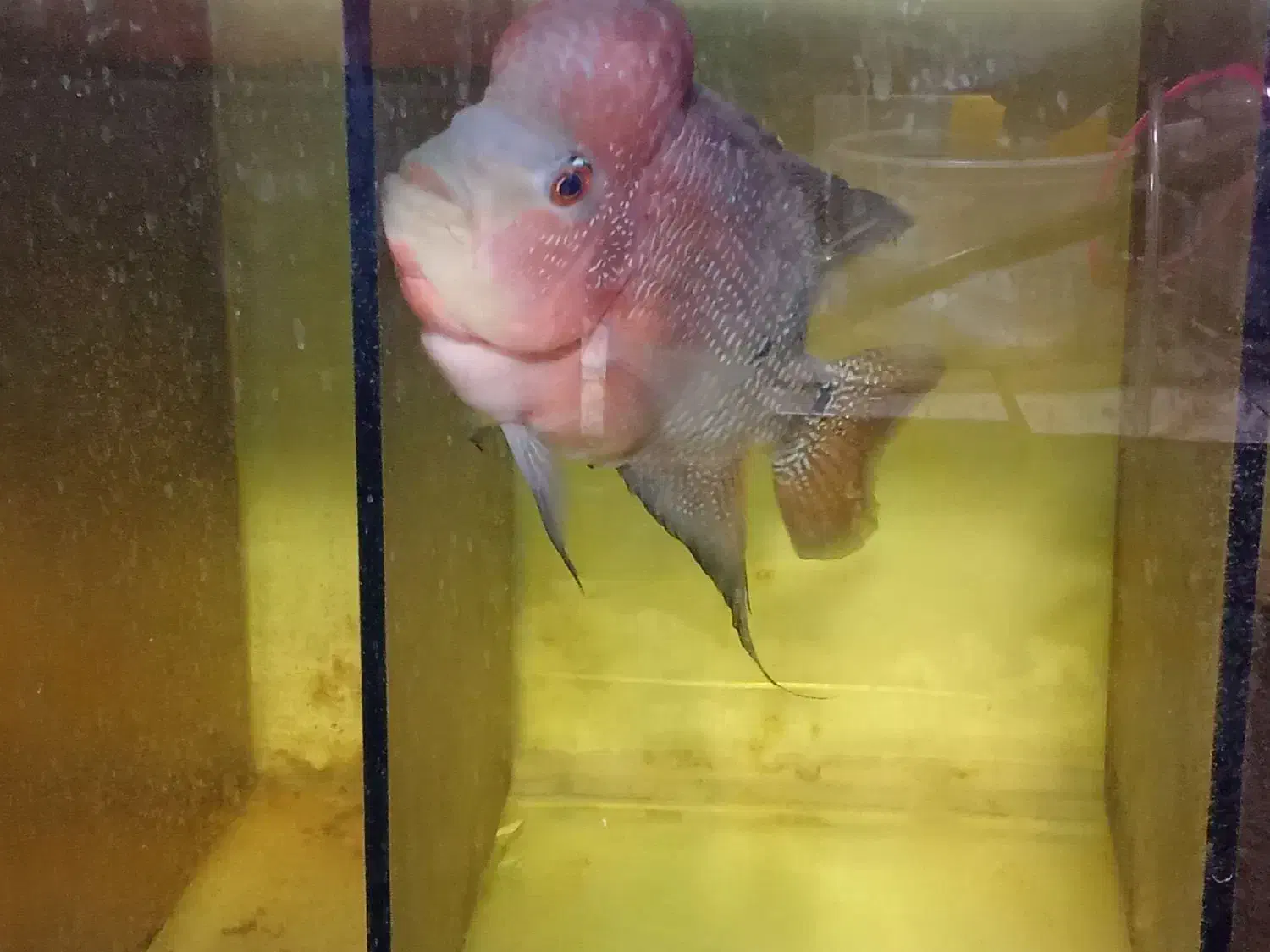 فروش فلاور|ماهی|مرودشت, مسجد رسول‎|دیوار