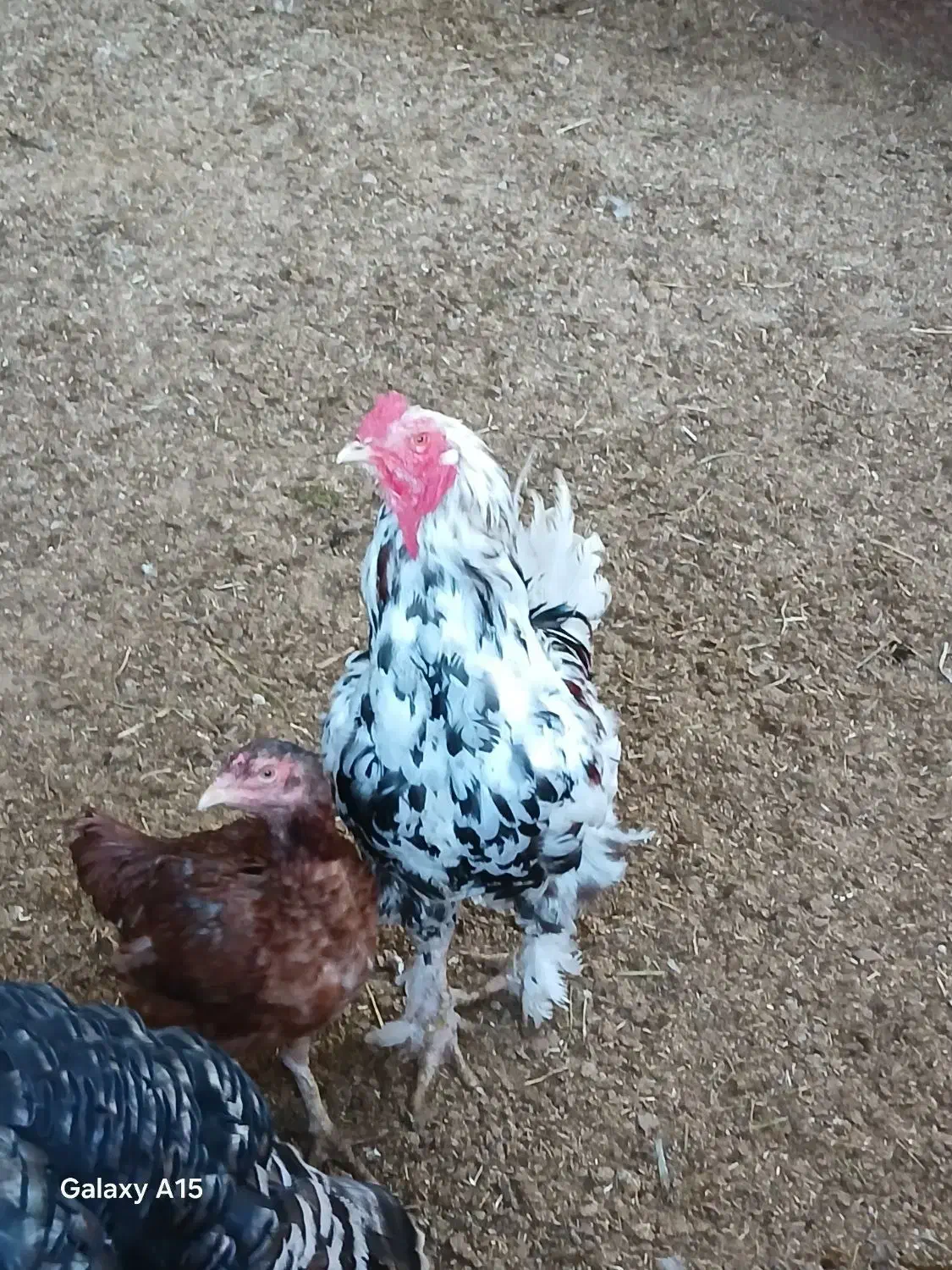 خروس چیل|حیوانات مزرعه|بجنورد, |دیوار