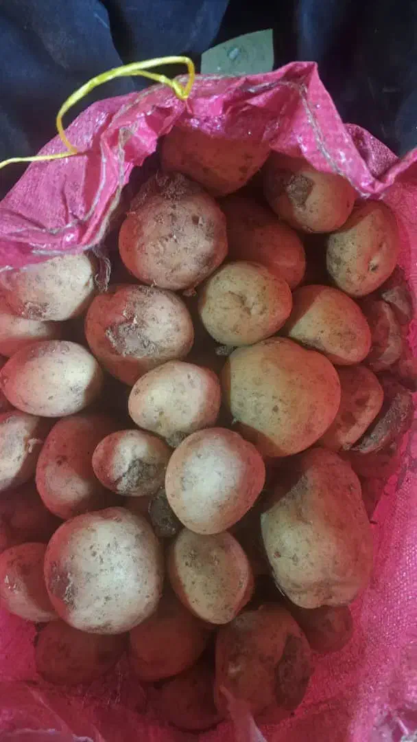 بذر سیب سانته۴۰۲|خدمات باغبانی و درختکاری|فریدونشهر, |دیوار