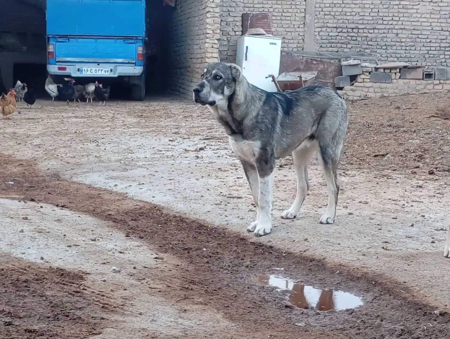 سگ پژدر|سگ|قوچان, |دیوار