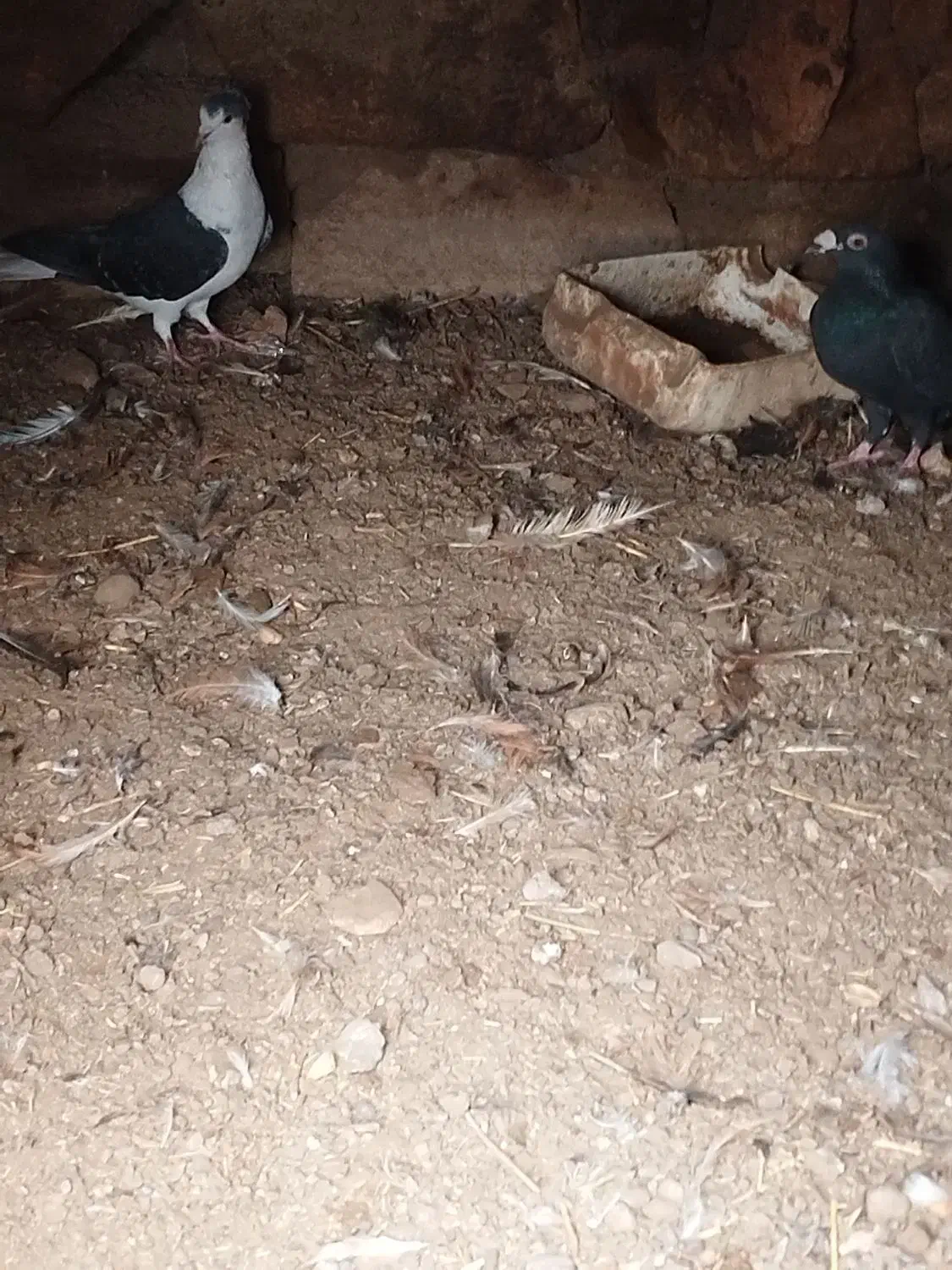 کفتر|پرنده|عطاملک, |دیوار