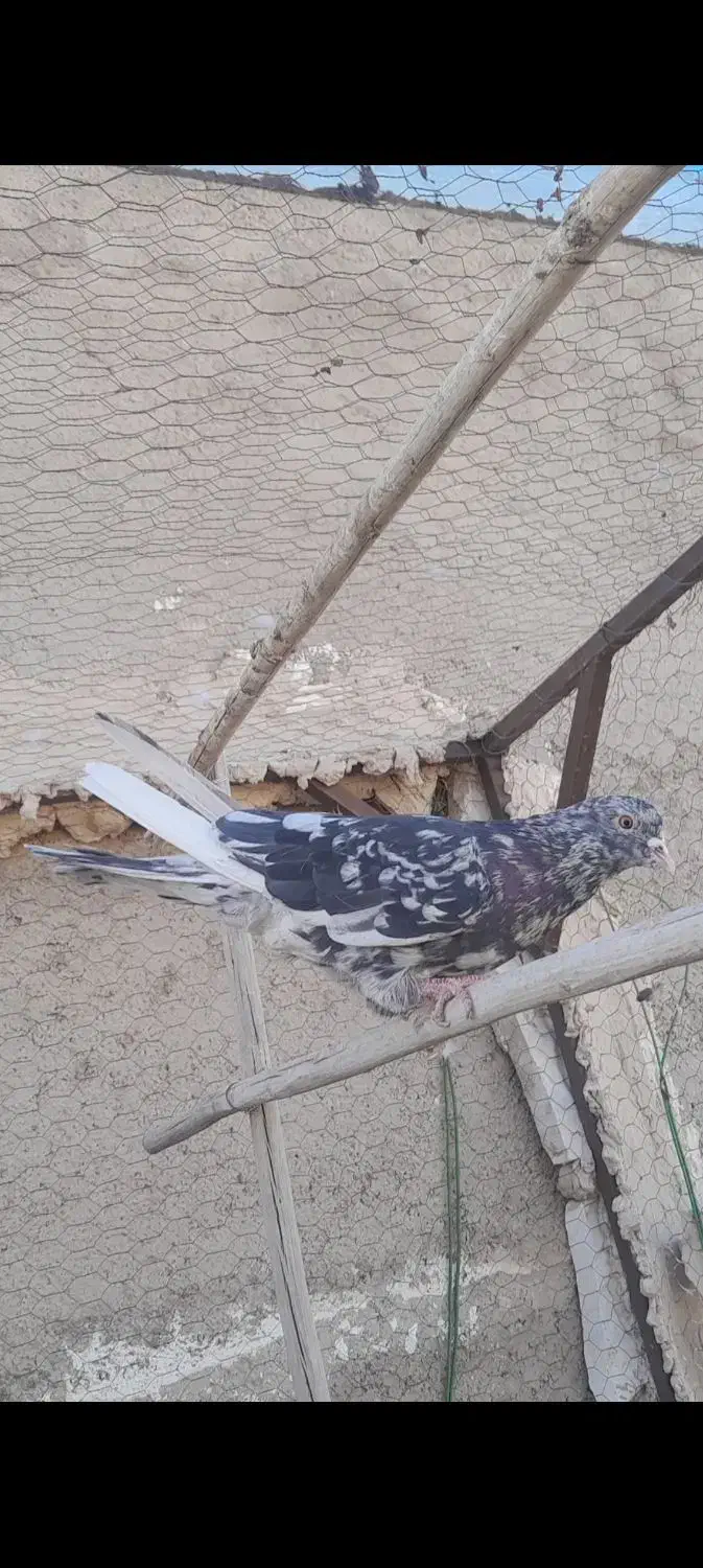 فروش کبوتر سرور|پرنده|خرمدره, |دیوار