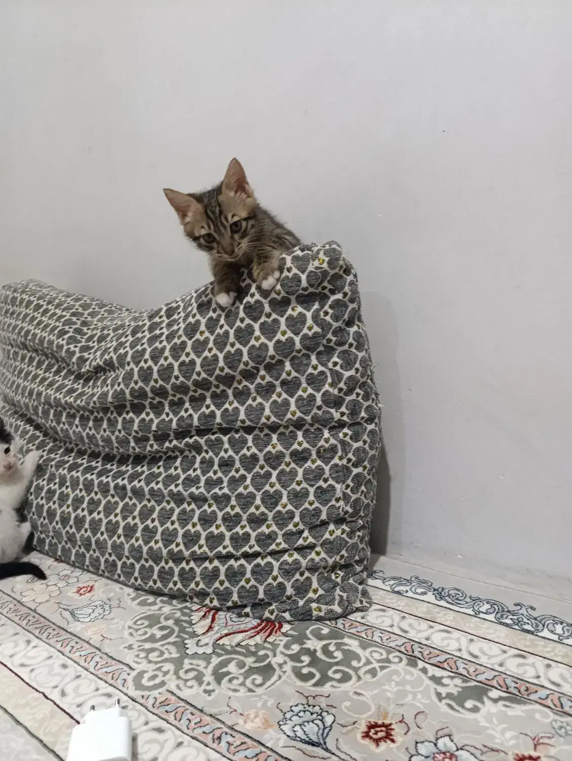 گربه|گربه|رباط‌کریم, شهرک والفجر|دیوار