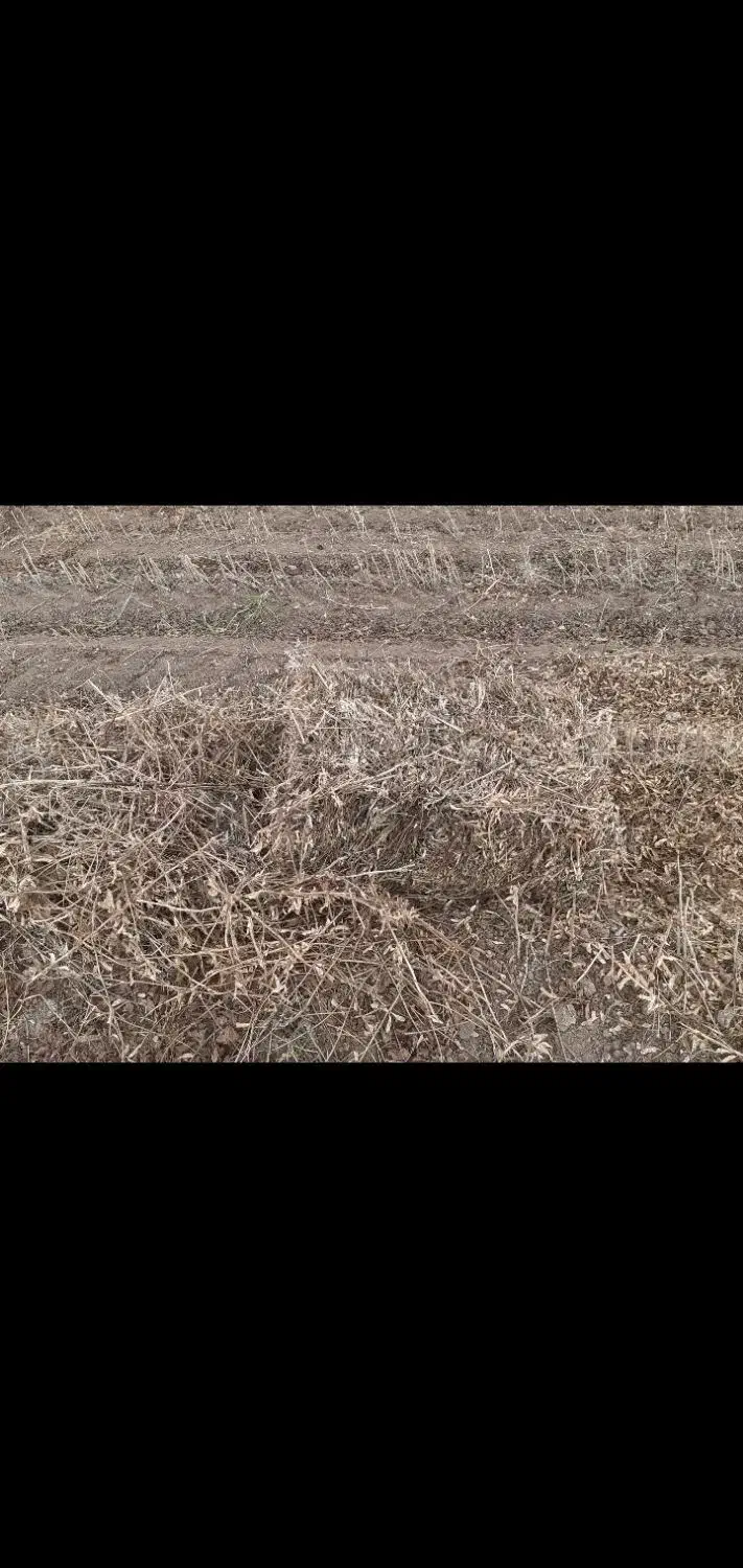 پرس بندی شده سویا|خدمات باغبانی و درختکاری|پارسآباد, |دیوار