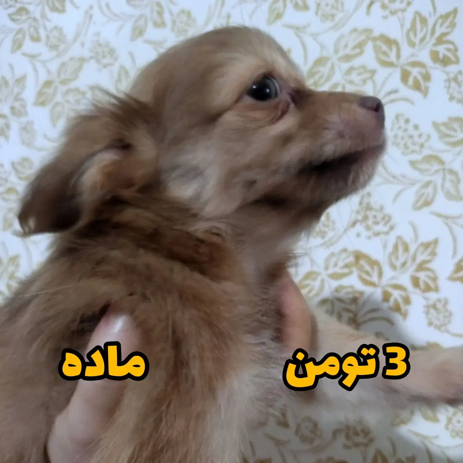 توله سگ|سگ|چابهار, |دیوار