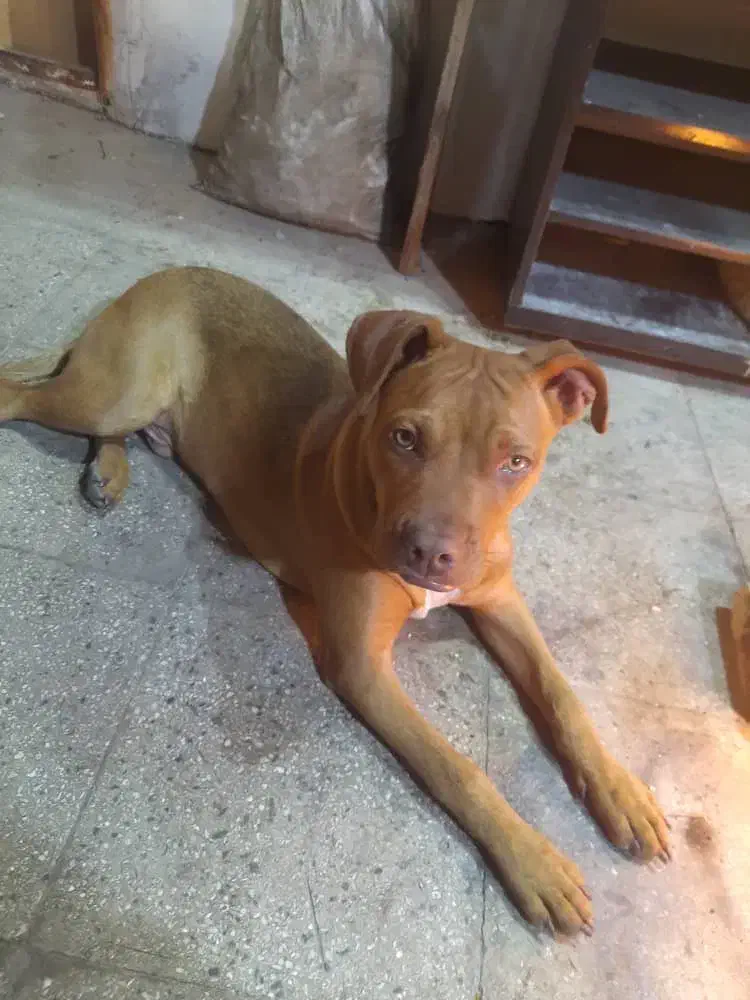 پیت بول نر|سگ|تهران, مسعودیه|دیوار