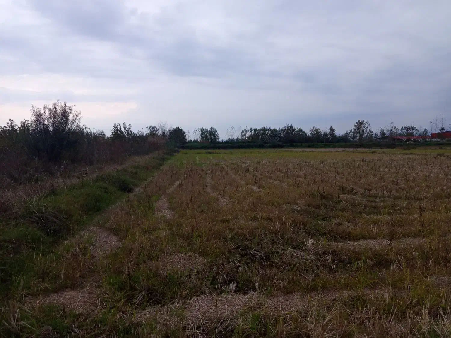 زمین کشاورزی سنتی|فروش زمین و ملک کلنگی|شفت, |دیوار