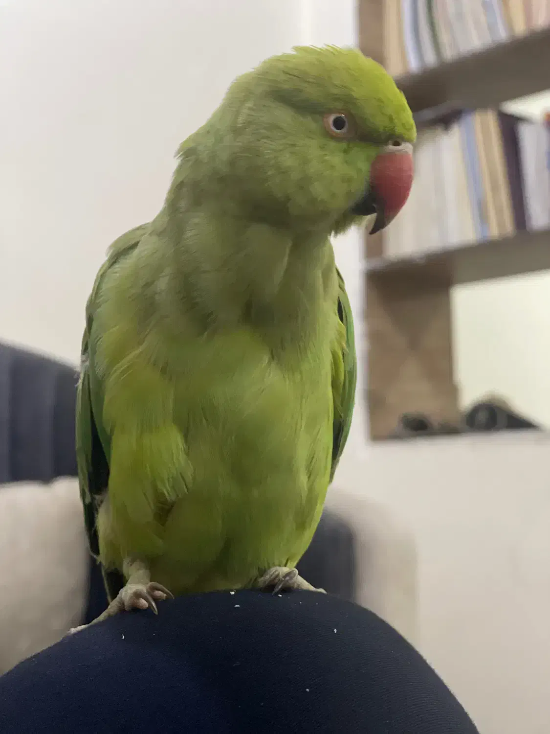 طوطی ملنگو|پرنده|اهواز, منبع اب|دیوار