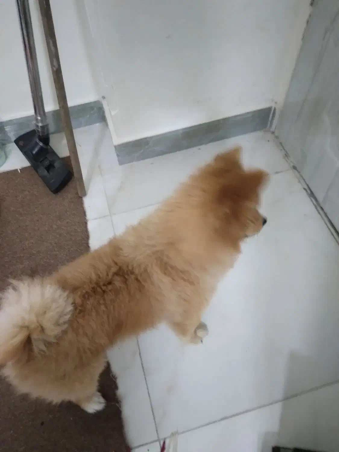 سگ پا کوتاه نژاد پامر گرگی سالم سالم|سگ|تهران, یاخجی آباد|دیوار