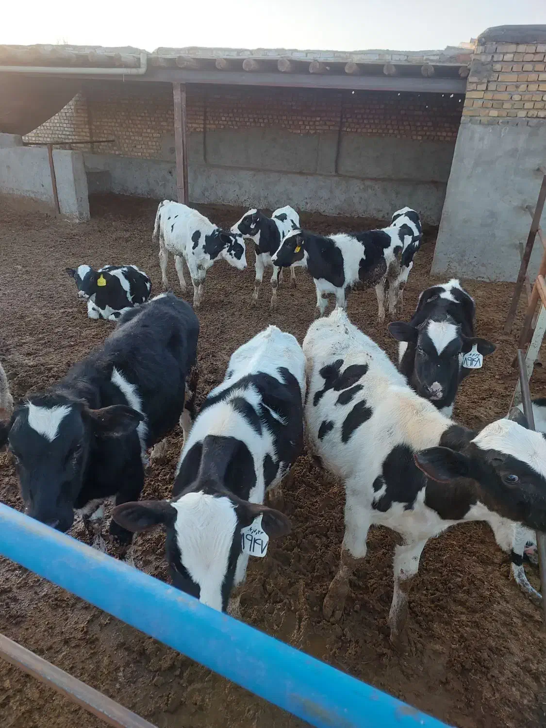 گوساله نر|حیوانات مزرعه|نیشابور, فضل|دیوار