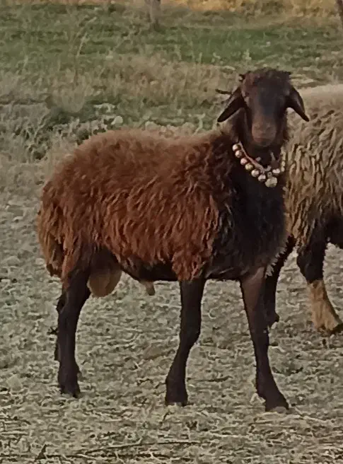 فروش میش داشتی.|حیوانات مزرعه|وردشت, |دیوار