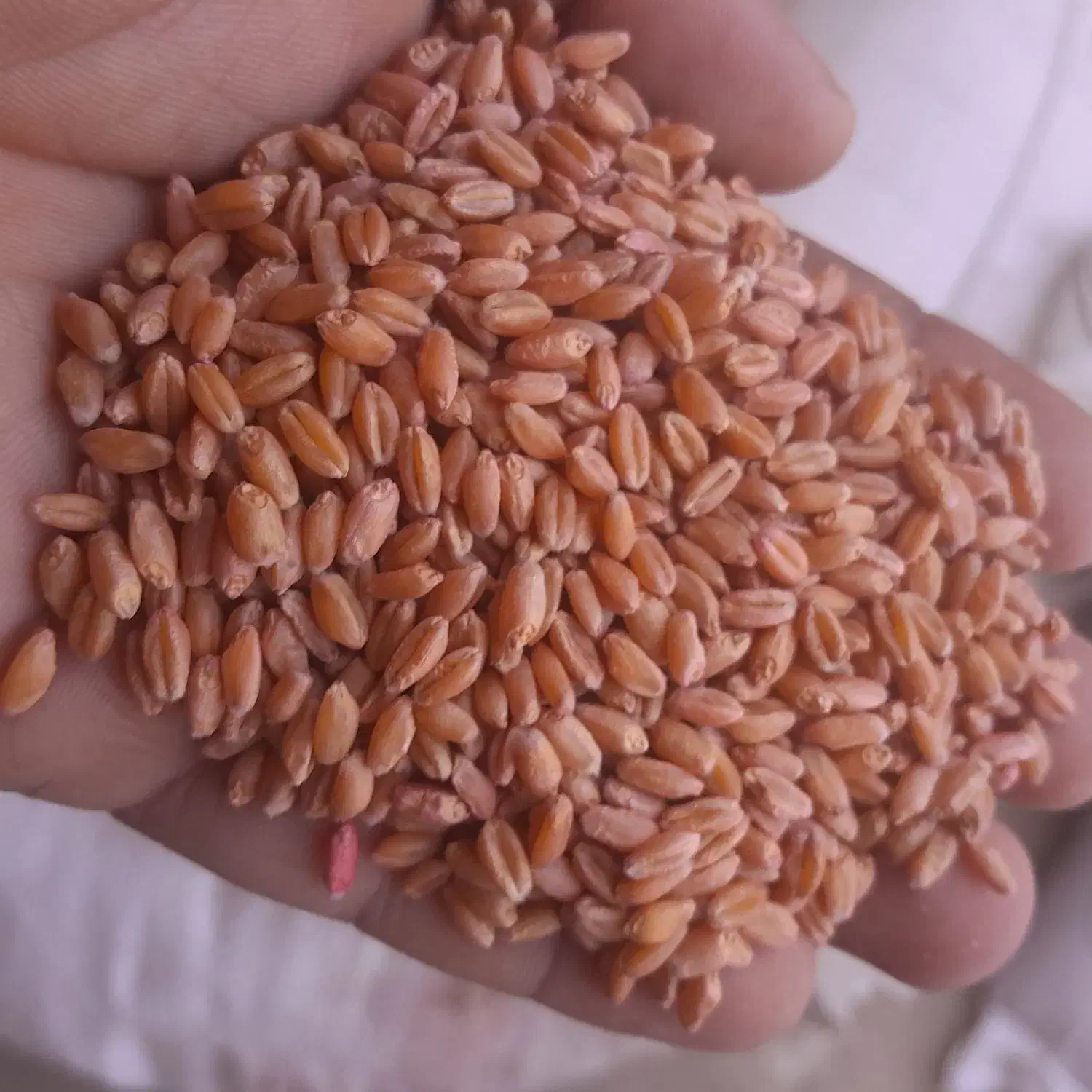 گندم بزری 400 کیلو|خوردنی و آشامیدنی|شادگان, |دیوار