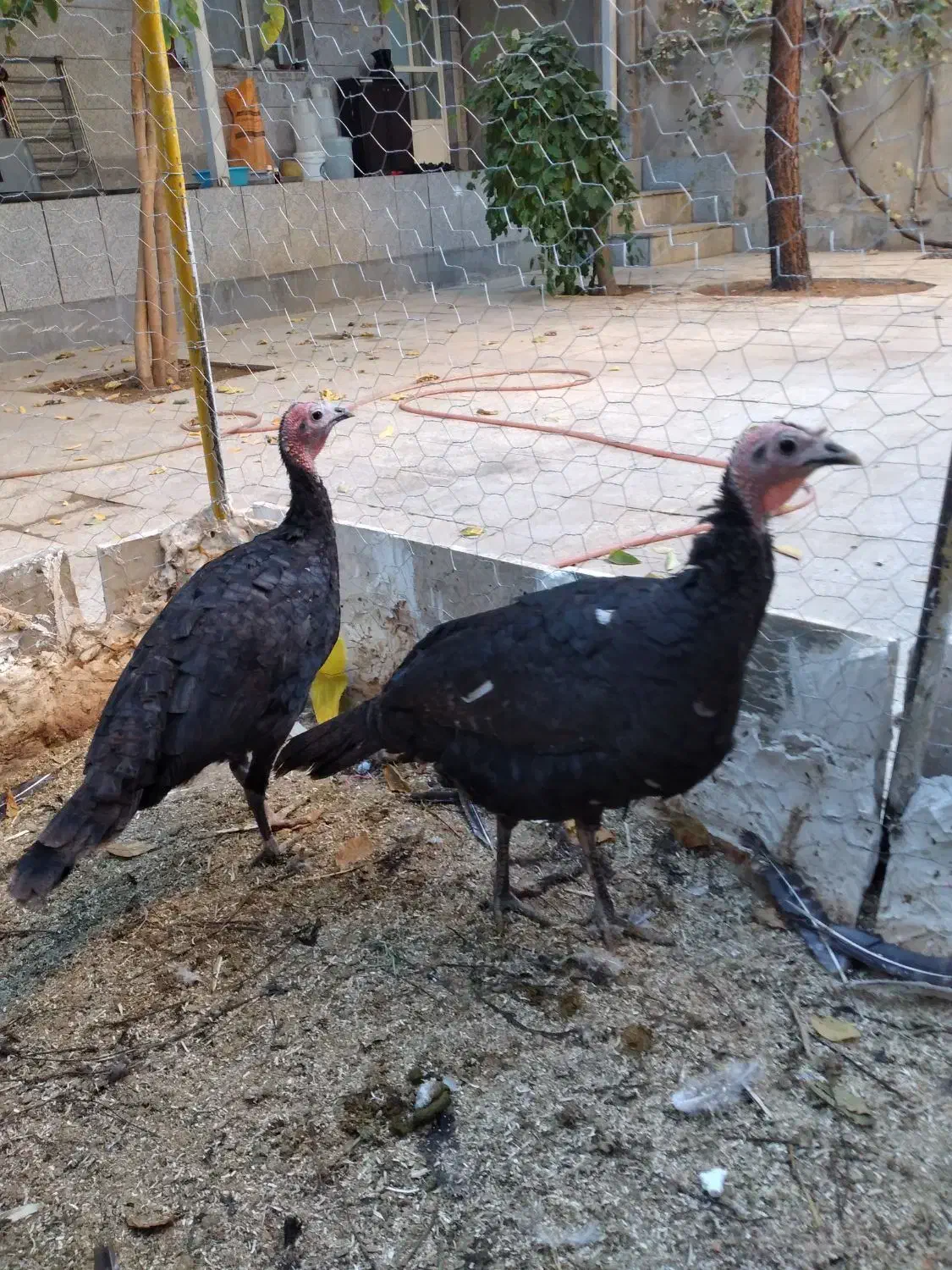 بوقلمون محلی|حیوانات مزرعه|همدان, |دیوار