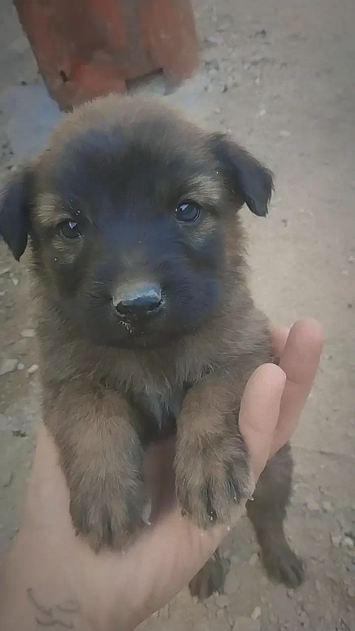 توله سگرگ|سگ|سراوان, |دیوار