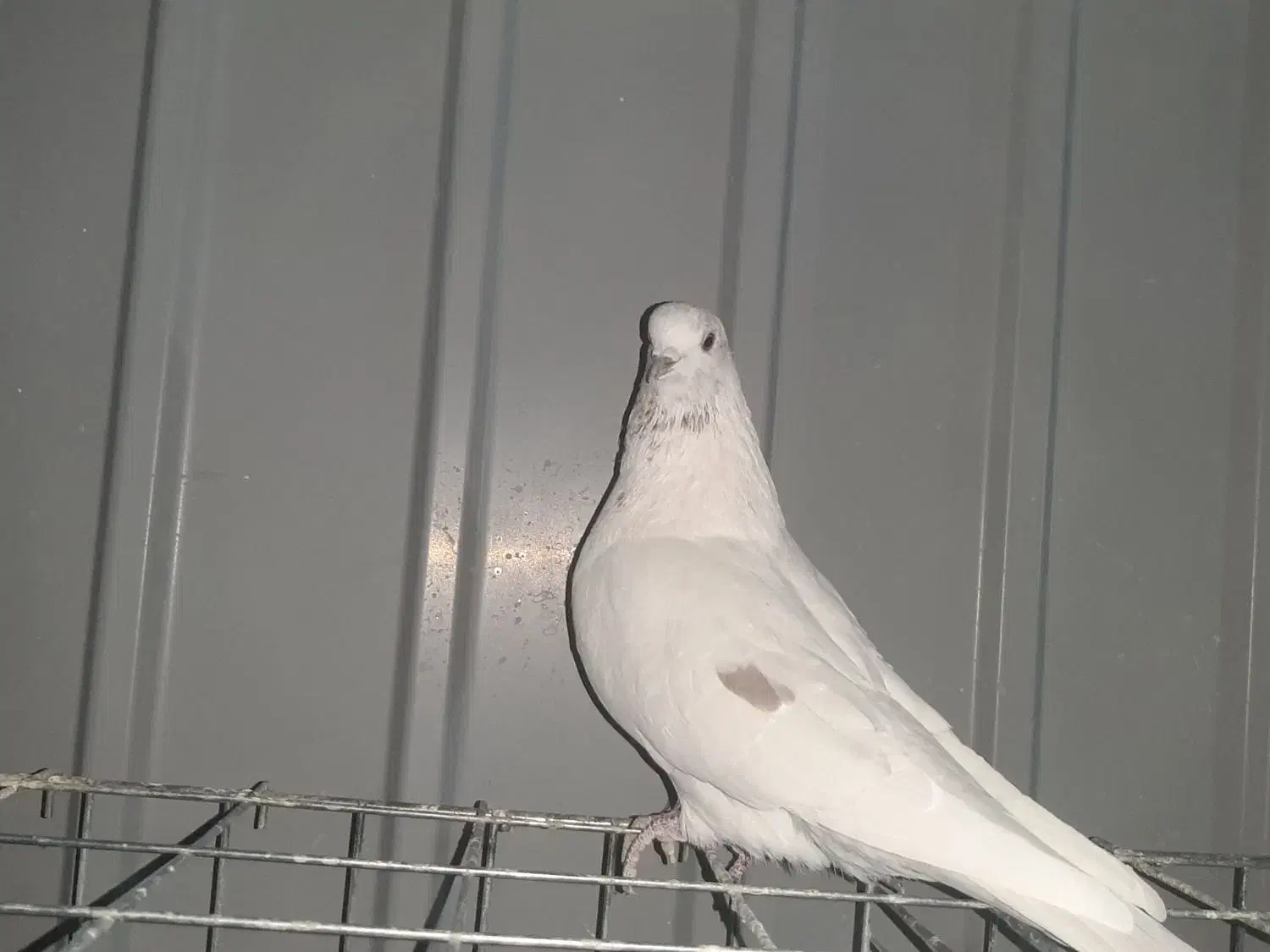 کبوتر شکار فروشی|پرنده|مهاجران, |دیوار