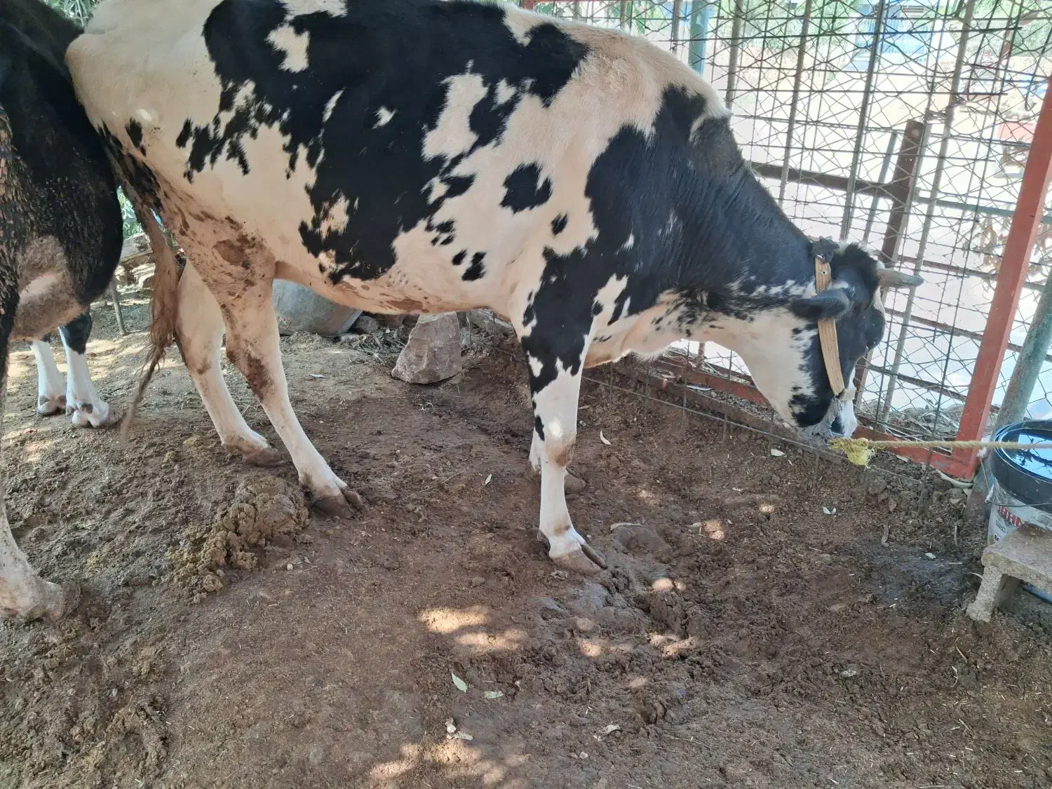 بزه گاو برای فروش برای اطلاعات بیشتر تماس بگرید|حیوانات مزرعه|مسجد سلیمان, |دیوار