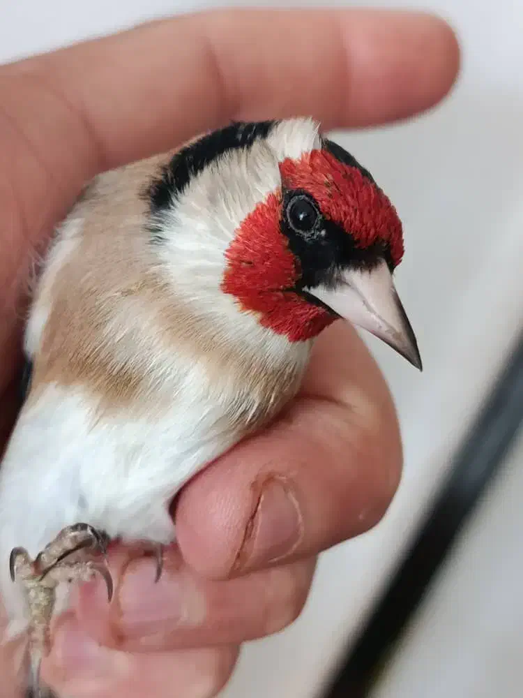 سهره مست|پرنده|یزد, |دیوار