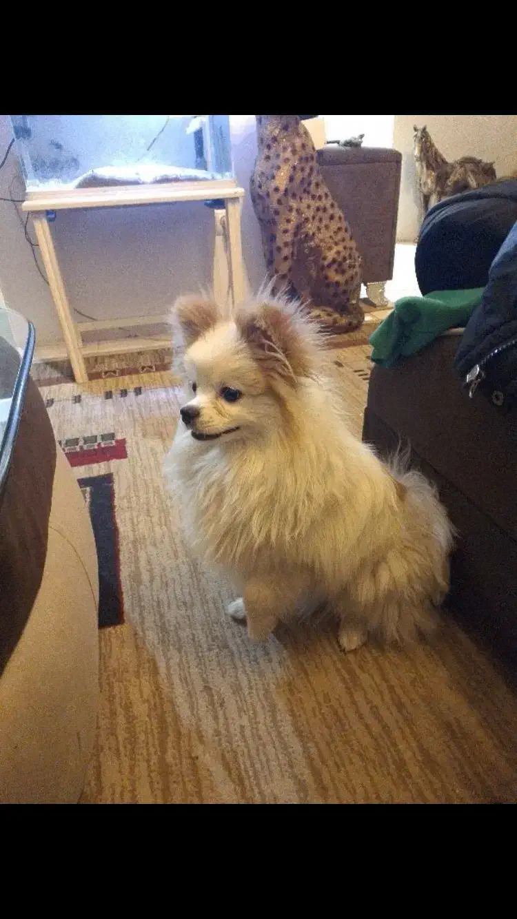 پامرین ۶ تومن|سگ|تهران, گلستان (شهرک راه آهن)|دیوار