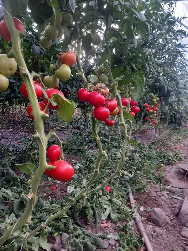 بذر گوجه|خدمات باغبانی و درختکاری|مشهد, وکیلآباد|دیوار