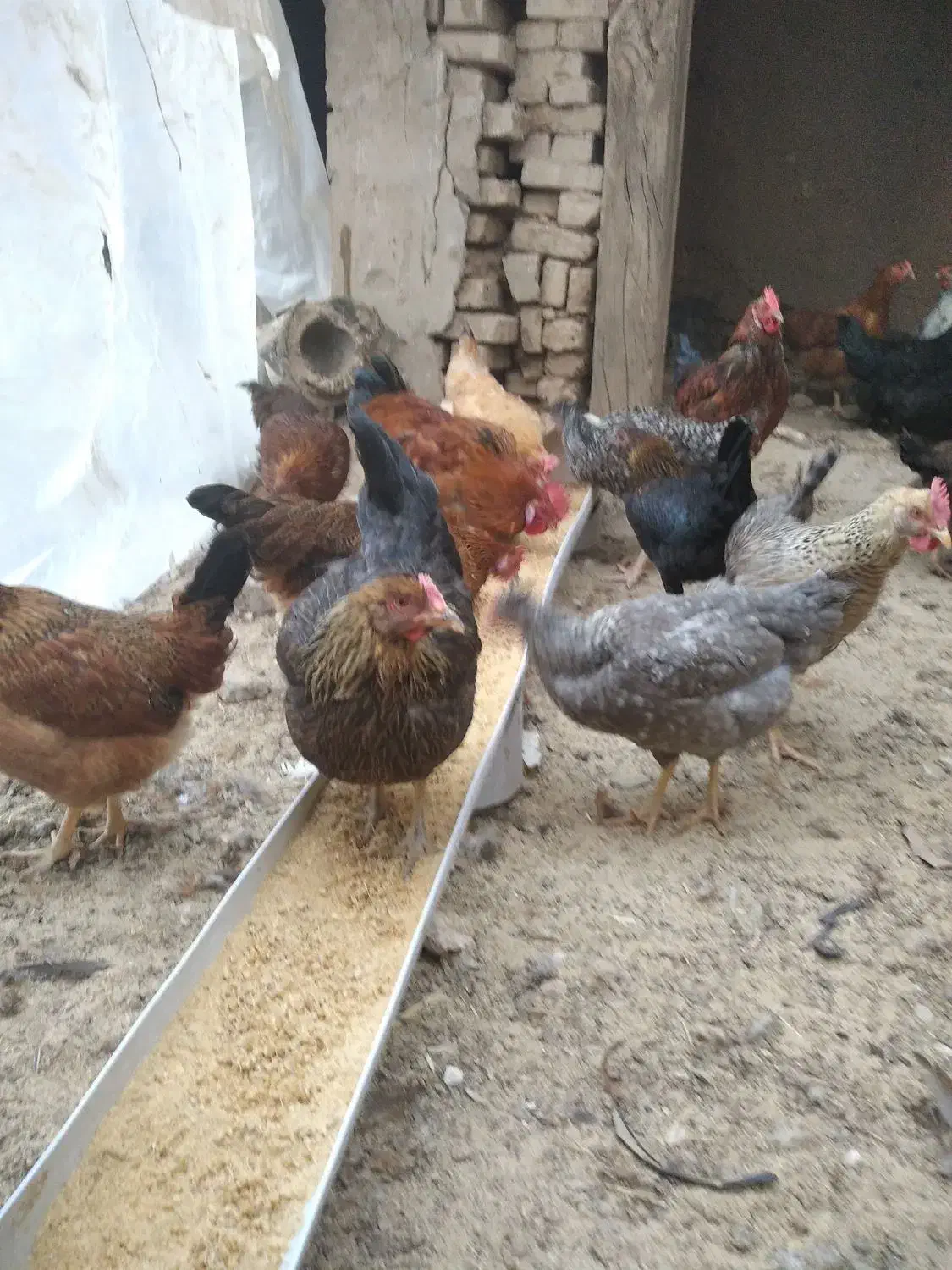 مرغ تخمگذار محلی|حیوانات مزرعه|الوند, |دیوار