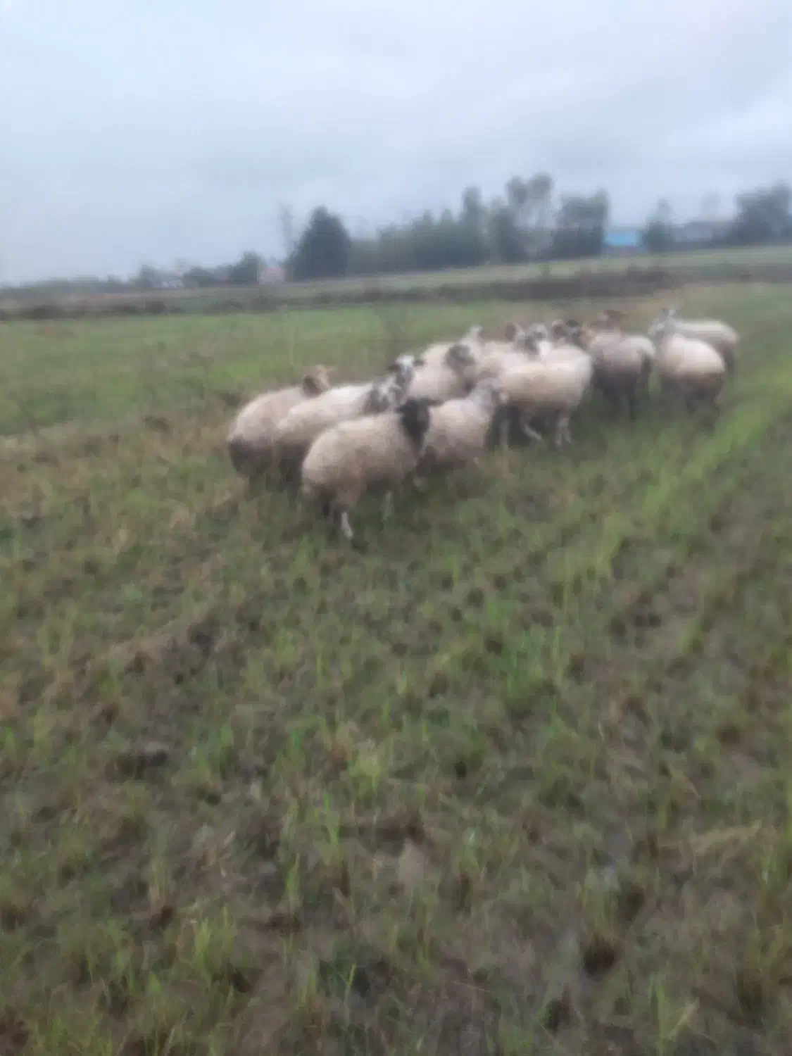 سلام گوسفند شگم دار سنگین|حیوانات مزرعه|رضوانشهر, |دیوار