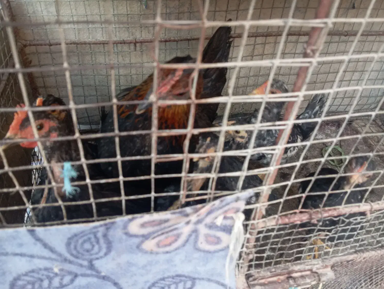 مرغ و خروس وچندتا جوجه|حیوانات مزرعه|شادگان, |دیوار