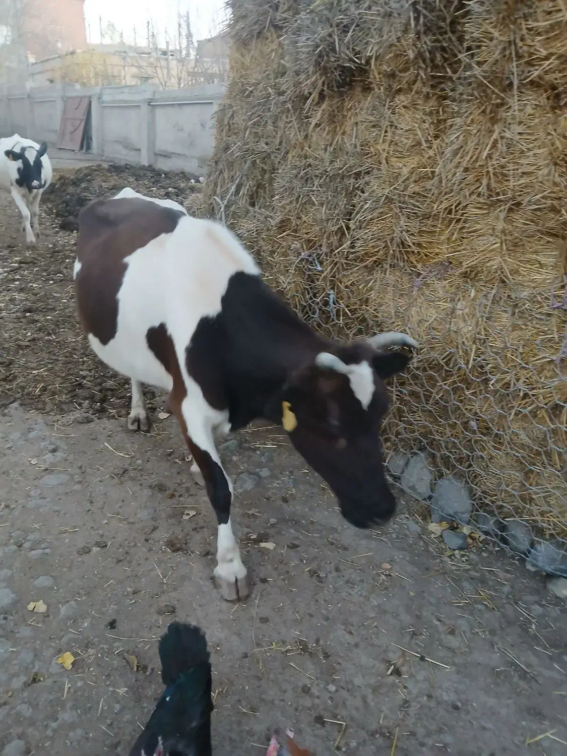 دوراس گاوبه فروش میرود|حیوانات مزرعه|ویلکیج, |دیوار