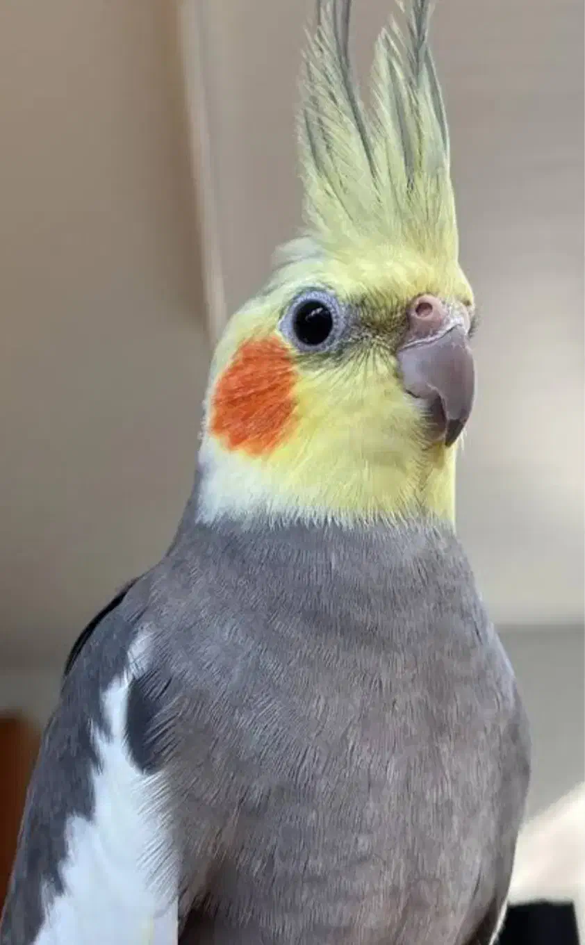 عروس نر سخنگو|پرنده|ارومیه, |دیوار