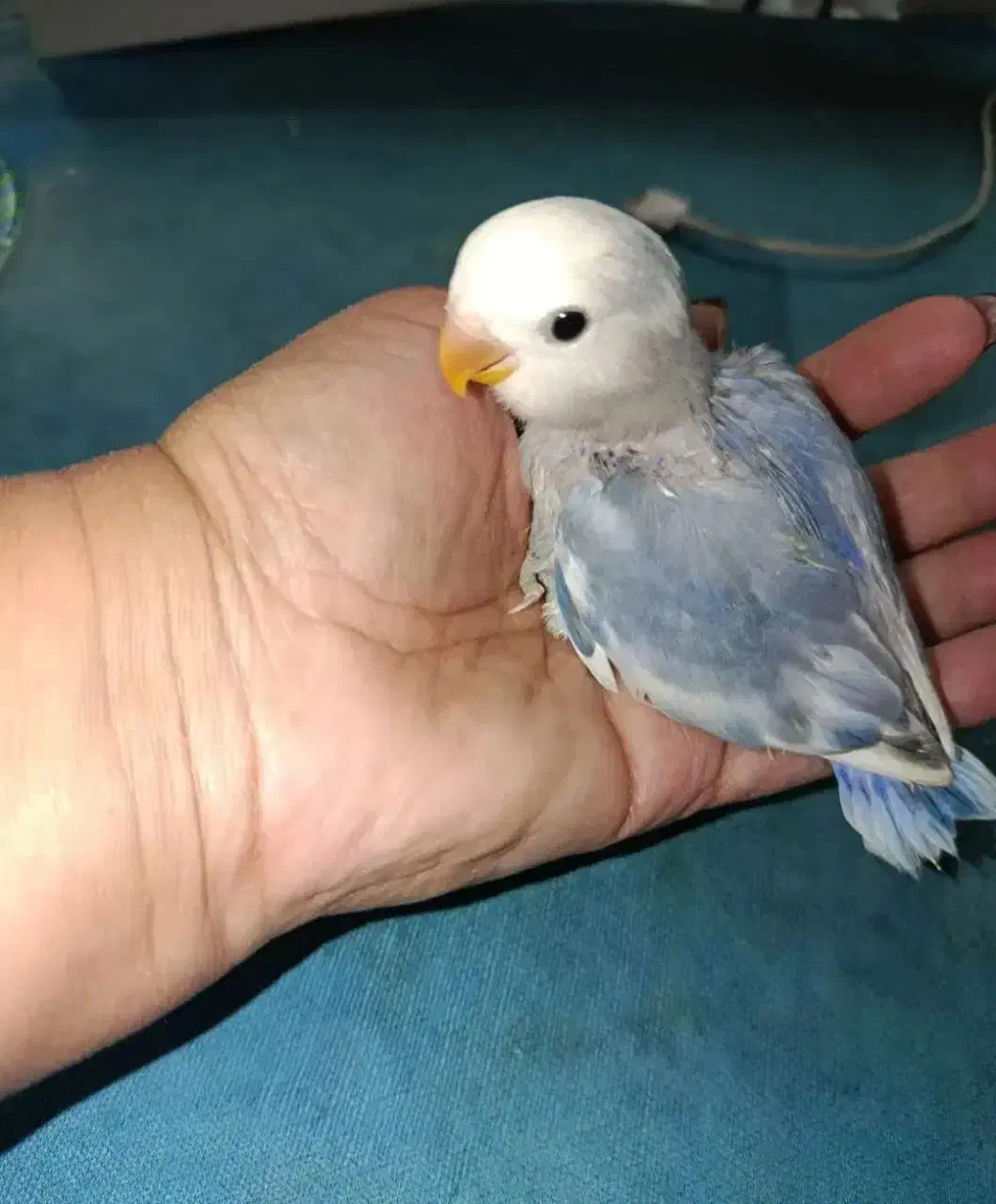 جوجه کوتوله برزیلی|پرنده|گلپایگان, |دیوار