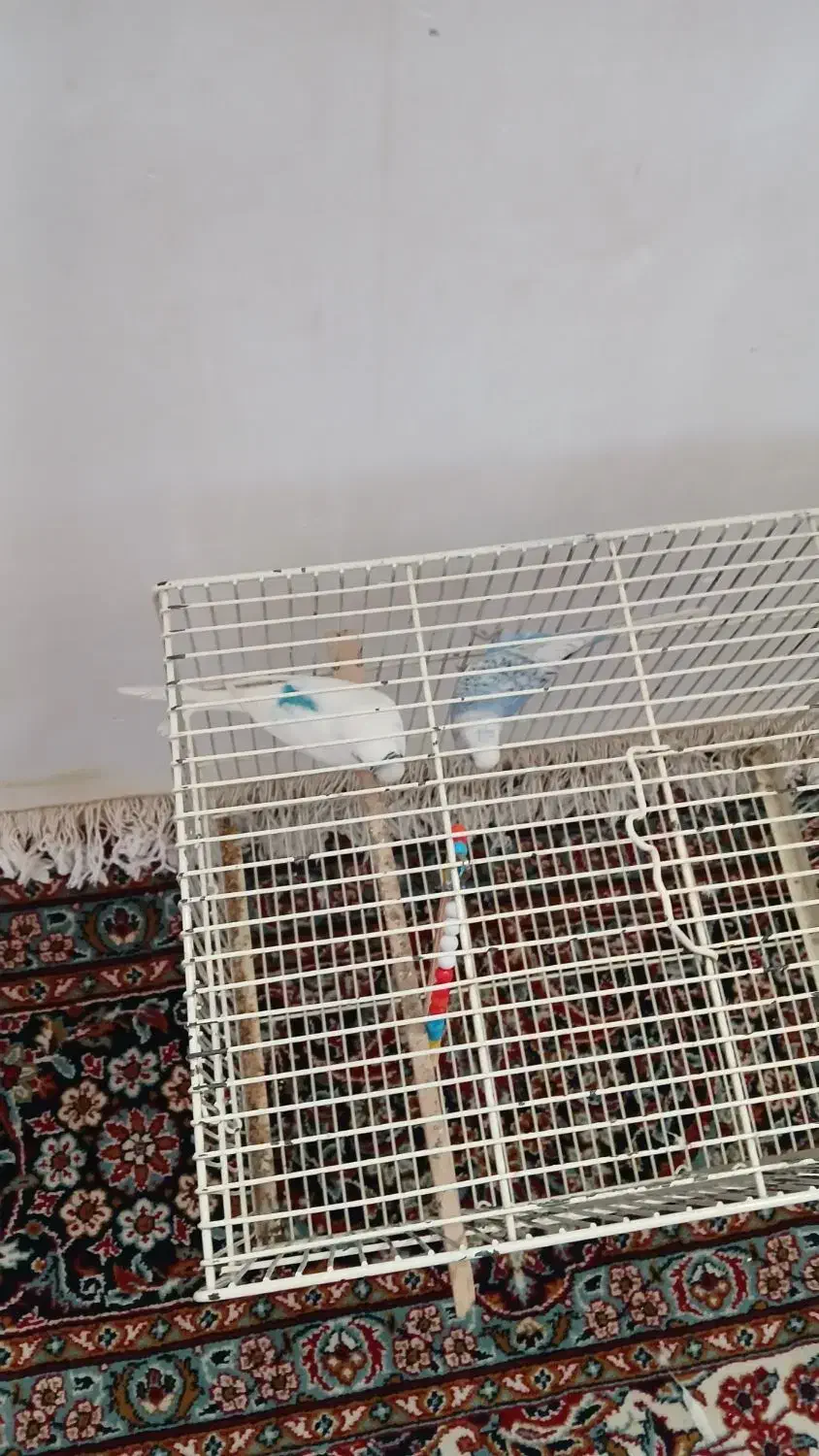 مرغ عشق دستی|پرنده|هیر, |دیوار