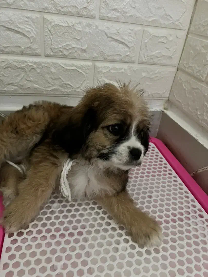 شیتزو تریر|سگ|صباشهر, |دیوار