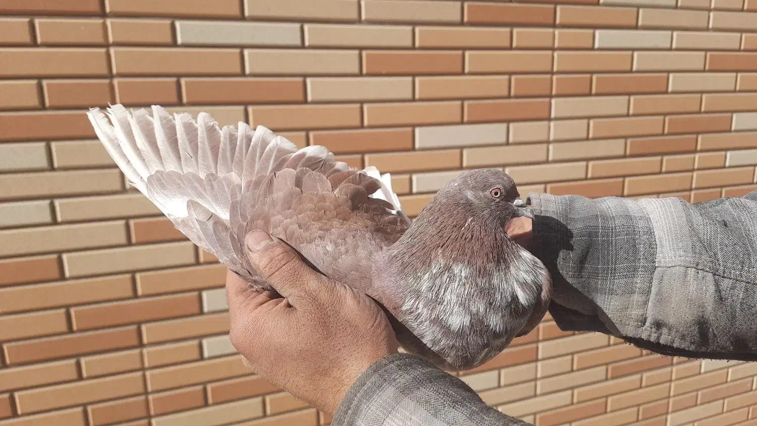 کبوتر پرشی|پرنده|مبارکه, |دیوار