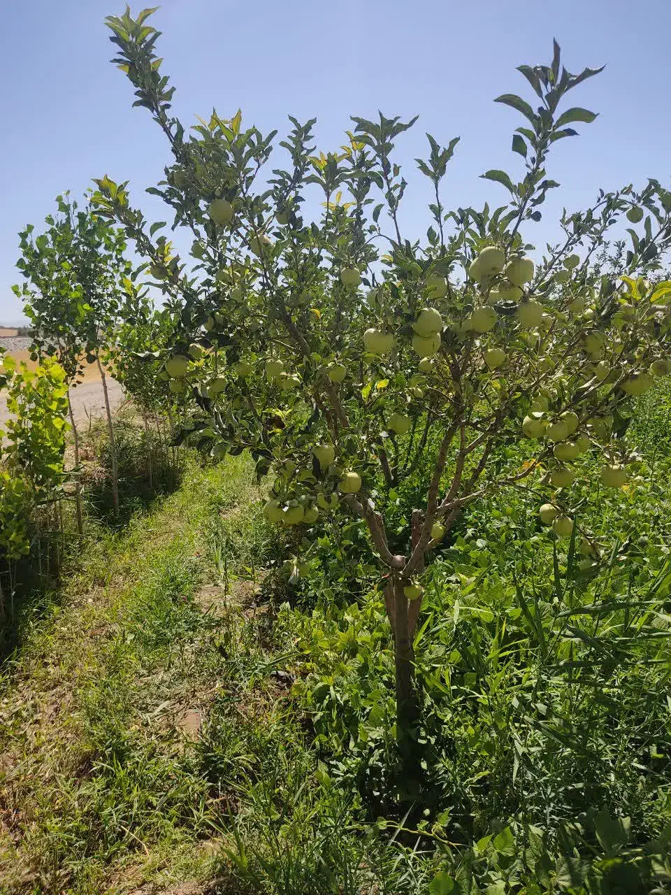 فروش باغ سمت دیرج آبادموقعیت عالی|فروش زمین و ملک کلنگی|زنجان, |دیوار