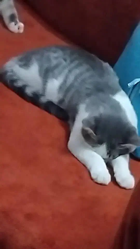 گربه|گربه|شیراز, فاضل|دیوار