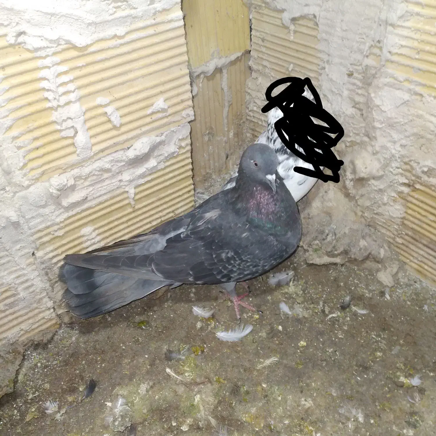 کبوتر|پرنده|مشگین شهر, |دیوار