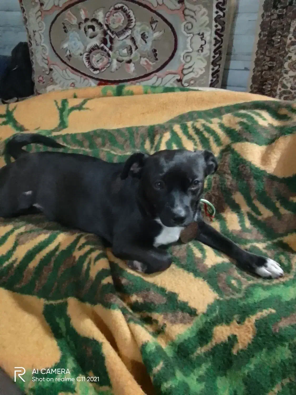 سگخارجی|سگ|نسیمشهر, |دیوار