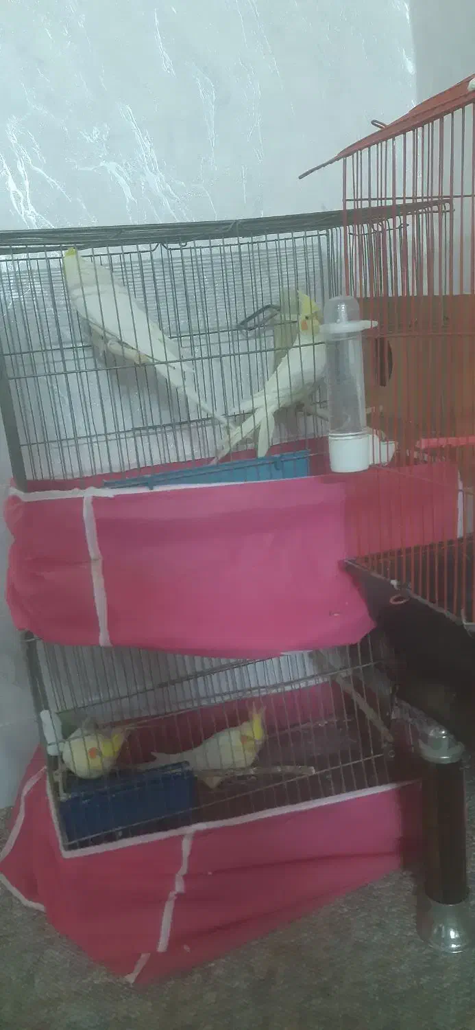 دوجفت عروس خوشکل وسرحال وآماده تخم جوجه دادن|پرنده|ابریشم, |دیوار