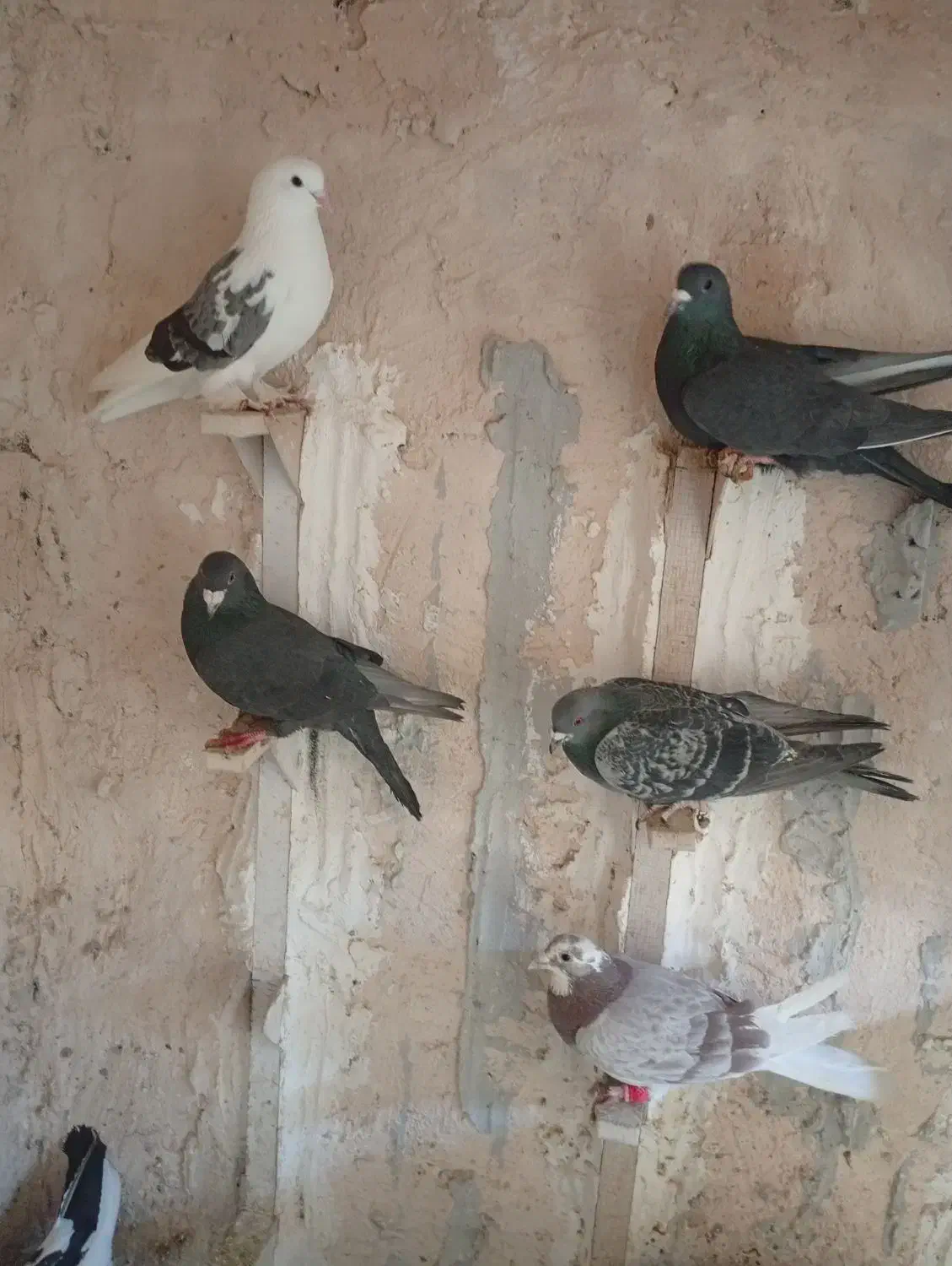 5 تا کفتر سوراخ|پرنده|کرمان, |دیوار