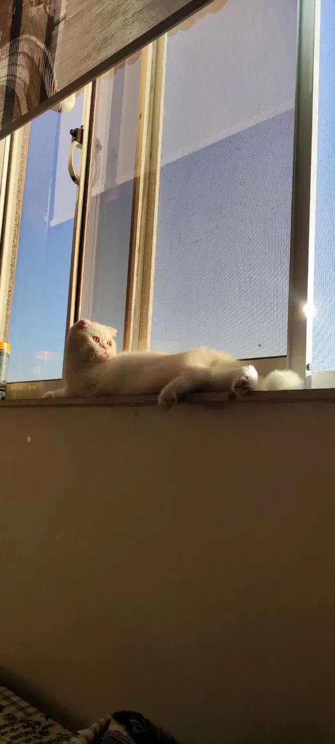 گربه اسکاتیش فولد|گربه|بندر انزلی, کوی آزادگان|دیوار