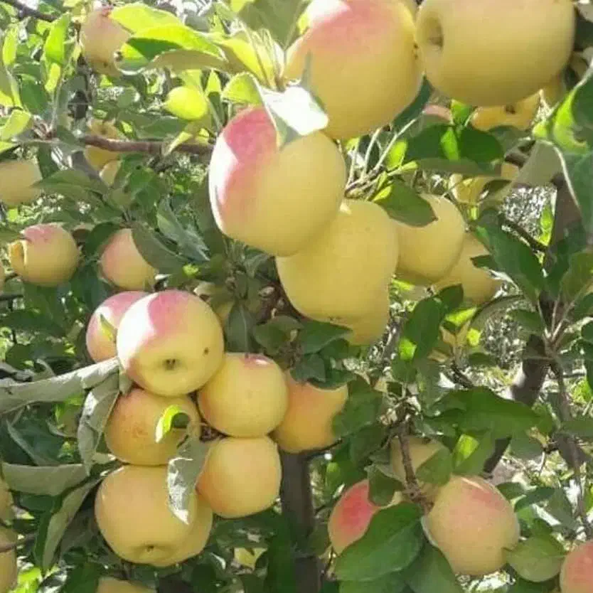 نهالستان قندیل|خدمات باغبانی و درختکاری|میاندوآب, |دیوار