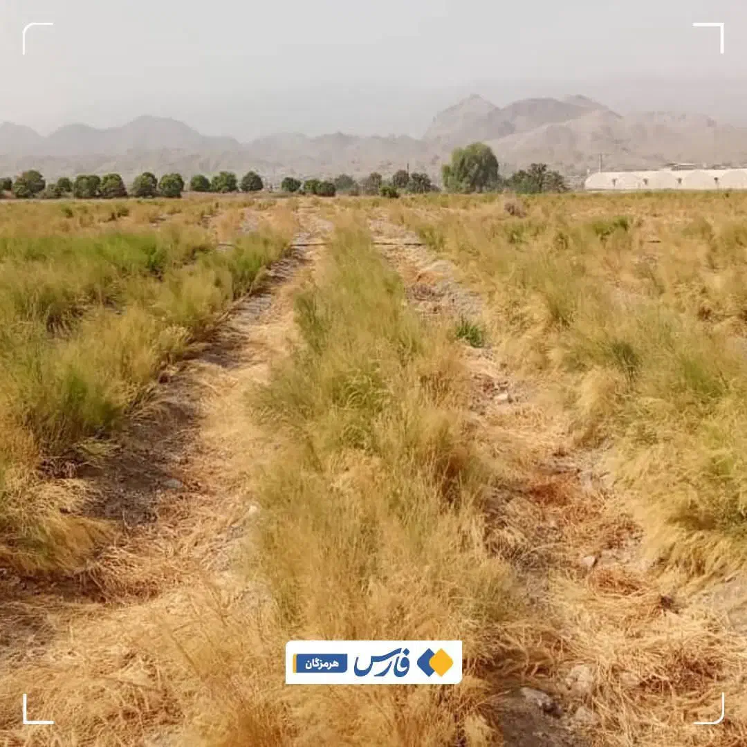 اجاره چهار ۴ هکتار زمین کشاورزی چراغ آباد|اجارهٔ دفتر صنعتی، کشاورزی، تجاری|توکهور, |دیوار