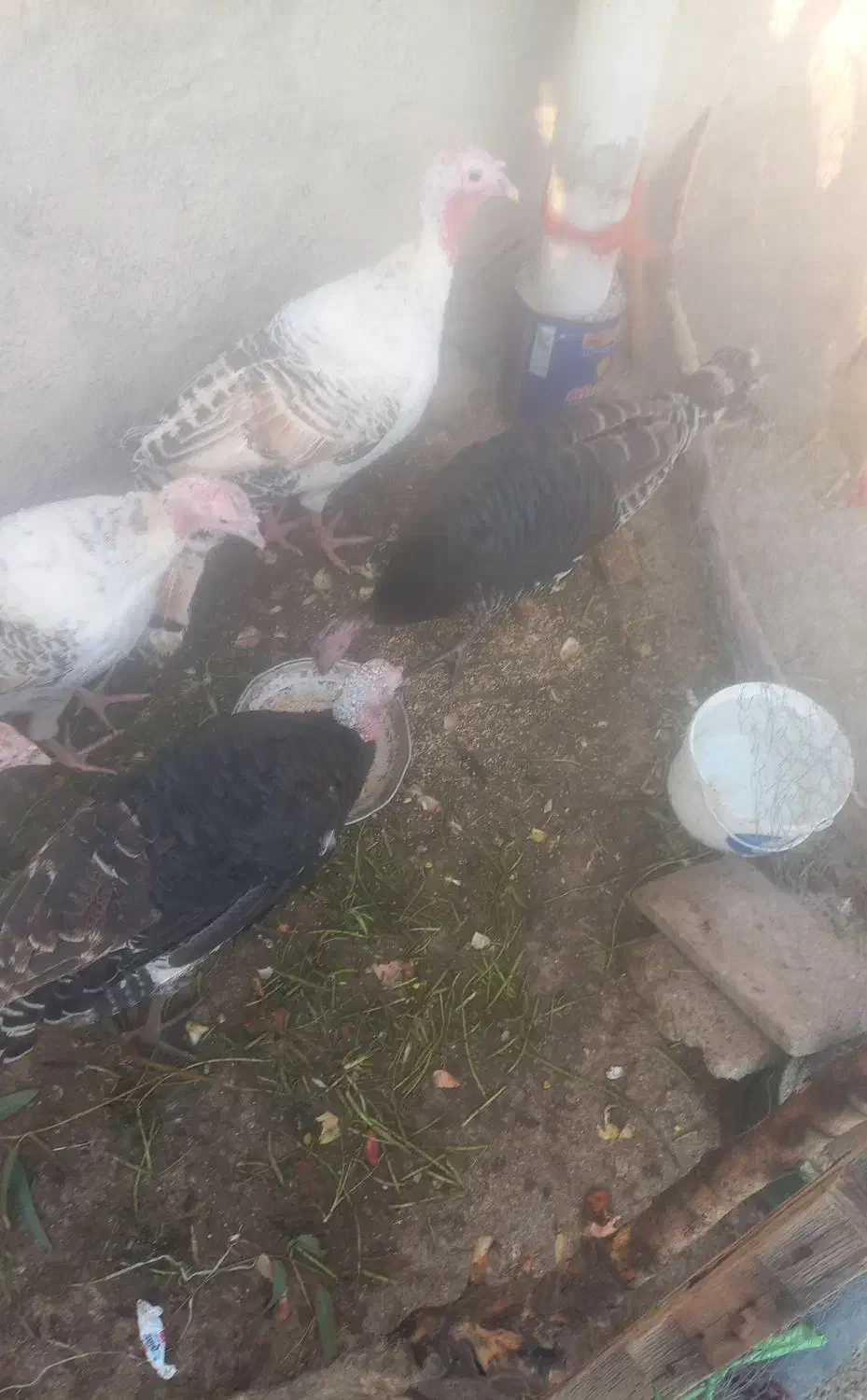 تعدادی بوقلمون نر و ماده|حیوانات مزرعه|کوهدشت, |دیوار