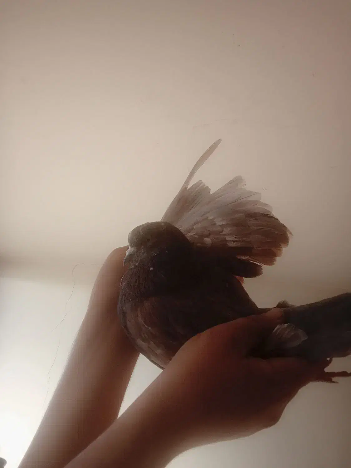 نر عالیی|پرنده|تهران, هاشمی|دیوار