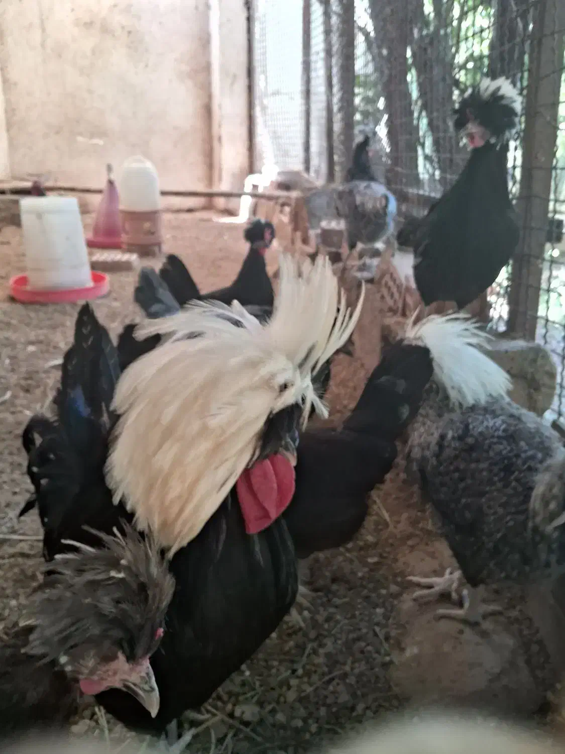 تخم مرغ لهستانی وارداتی اصل با ضمانت|حیوانات مزرعه|کرمان, |دیوار